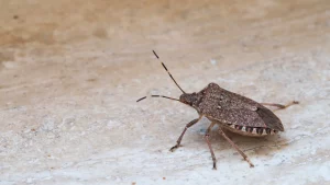 Brown Marmorated Stink Bug