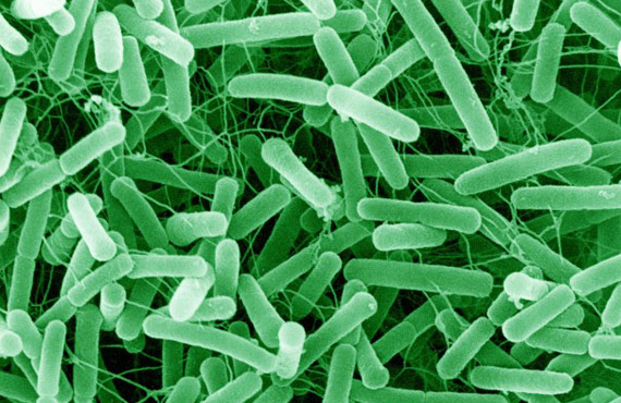 anti-bacterial-treatments-against-salmonella-e-coli-etc